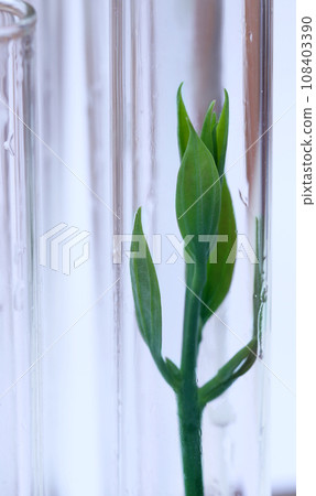 Tissue cultured plant in test tube Tissue cultured plant in test tube 108403390