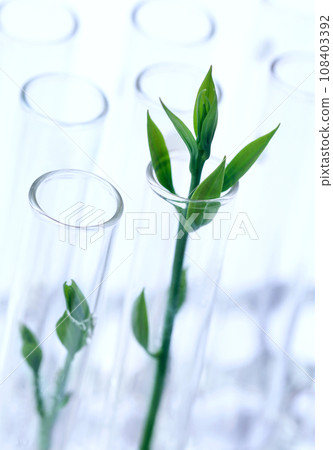 Tissue cultured plant in test tube 108403392