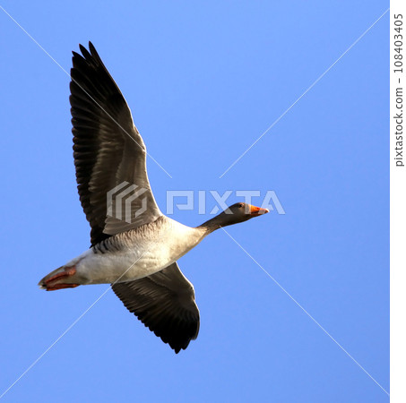 Greylag goose 108403405