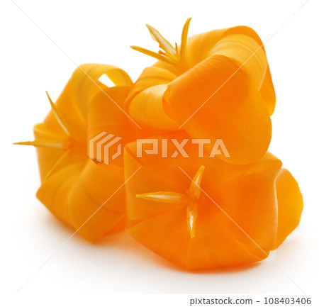 Yellow Crocus 108403406