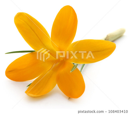 Yellow Crocus 108403410