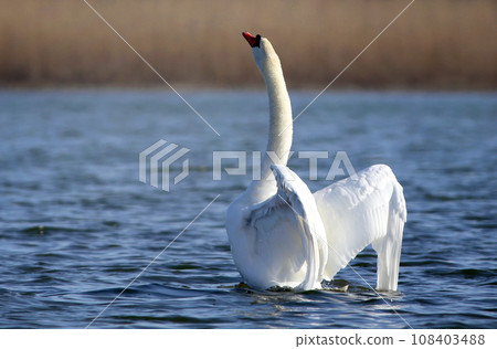 Mute Swan 108403488