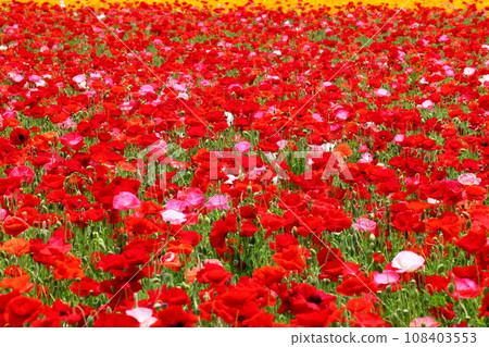 Bright red Shirley poppy field in full bloom, Takimamuro Arakawa Riverbed Poppy Happy Square, Konosu City, Saitama Prefecture 108403553