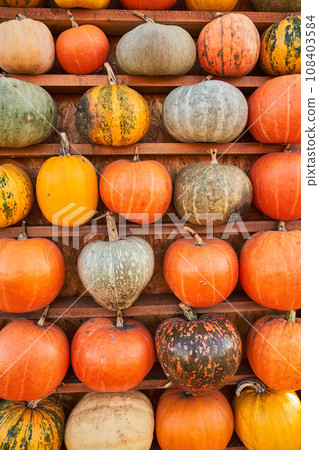Various of ripe pumpkins on store shelf in sunny autumn day. Front view of yellow and orange pumpkins placed on horizontal wooden shelf during harvesting season. Concept of harvest, food, vegetables. 108403584