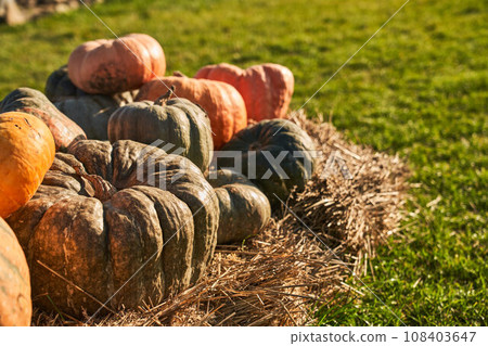 Various of big gourds placed on straw, warming in sun rays outside. Close up of shaped pumpkins harvested from pumpkin patch during October season. Concept of harvest, vegetables. Various of big gourds placed on straw, warming in sun rays outside. Close up of shaped pumpkins harvested from pumpkin patch during October season. Concept of harvest, vegetables. 108403647