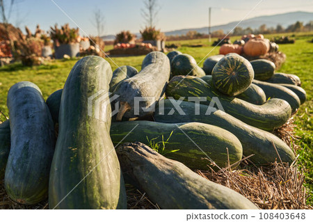 Green butternut squashes placed on straw, warming in sun rays outdoors. Close up of big, oblong shape pumpkins harvested from pumpkin patch during October season. Concept of harvest, vegetables. 108403648