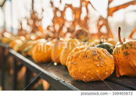 Amazing, odd warty yellow pumpkins on wooden table in farm in autumn. Close up of small pimpled pumpkins with vesicled skin resting outdoors, against blurred background. Concept of harvest, Halloween. Amazing, odd warty yellow pumpkins on wooden table in farm in autumn. Close up of small pimpled pumpkins with vesicled skin resting outdoors, against blurred background. Concept of harvest, Halloween. 108403672