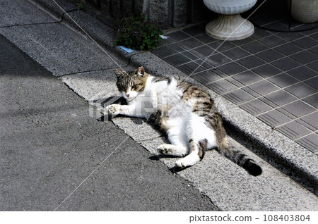 cat lying on the road 108403804