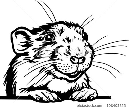 Peeking Rat - Funny Hamster peeking out - face head isolated on white Peeking Rat - Funny Hamster peeking out - face head isolated on white 108403833