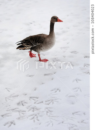 Greylag goose on frozen lake Greylag goose on frozen lake 108404023