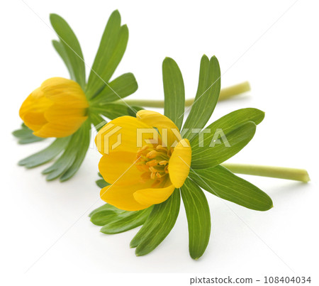 Eranthis hyemalis 108404034