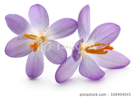 Saffron crocus flower 108404035