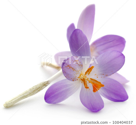 Saffron crocus flower 108404037