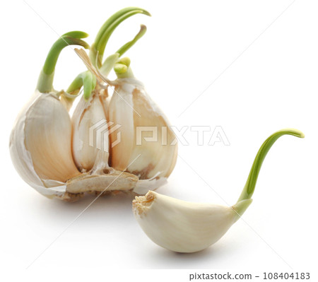 Garlic germinated Garlic germinated 108404183