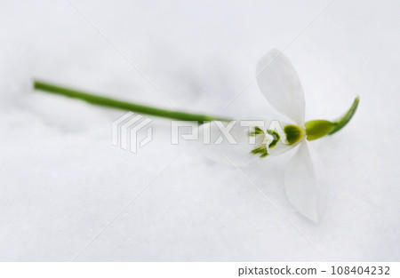 Snowdrop flower Snowdrop flower 108404232