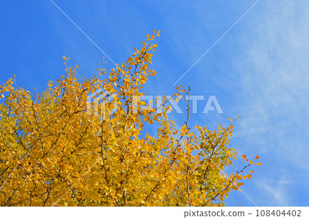 Ginkgo trees along the shore of Lake Senba Ginkgo trees along the shore of Lake Senba 108404402