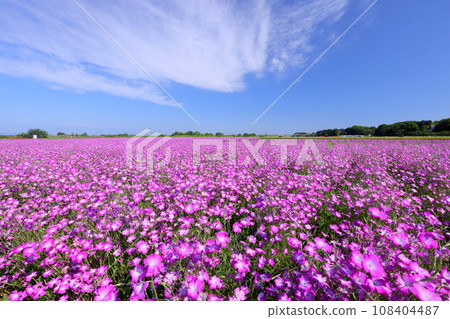 Poppy Happy Square on Takimamuro Arakawa Riverbed, Konosu City, Saitama Prefecture, Mugi dianthus field in full bloom and blue sky as far as the eye can see Poppy Happy Square on Takimamuro Arakawa Riverbed, Konosu City, Saitama Prefecture, Mugi dianthus field in full bloom and blue sky as far as the eye can see 108404487