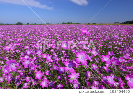 埼玉縣鴻巢市瀧真室荒川河床上的罌粟歡樂廣場，麥石竹田盛開，一望無際的藍天 108404490