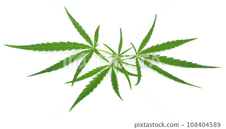Cannabis leaves Cannabis leaves 108404589