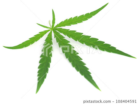 Cannabis leaves Cannabis leaves 108404591