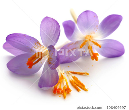 Saffron crocus flower Saffron crocus flower 108404697