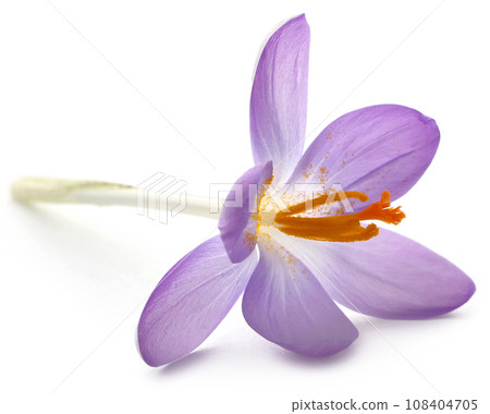 Saffron crocus flower Saffron crocus flower 108404705