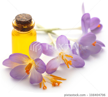 Saffron crocus flower with extract 108404706