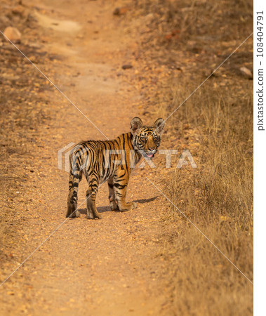 wild bengal tiger or panthera tigris cute little bold tiny cub face expression without mother eye contact on track or road forest safari at bandhavgarh national park tiger reserve madhya pradesh india 108404791