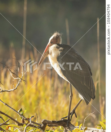 Lesser adjutant stork or Leptoptilos javanicus large wading bird in natural winter season morning light and shadow effect at bandhavgarh national park forest madhya pradesh india asia Lesser adjutant stork or Leptoptilos javanicus large wading bird in natural winter season morning light and shadow effect at bandhavgarh national park forest madhya pradesh india asia 108404794