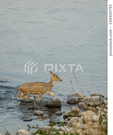 wild female spotted deer or chital or axis deer crossing ramganga river blue water in winter season during safari at dhikala jim corbett national park terai forest tiger reserve uttarakhand india asia wild female spotted deer or chital or axis deer crossing ramganga river blue water in winter season during safari at dhikala jim corbett national park terai forest tiger reserve uttarakhand india asia 108404795
