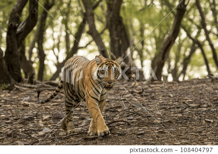 wild bengal female tiger or panthera tigris tigris closeup head on walking in natural scenic green background at ranthambore national park forest tiger reserve sawai madhopur rajasthan india asia wild bengal female tiger or panthera tigris tigris closeup head on walking in natural scenic green background at ranthambore national park forest tiger reserve sawai madhopur rajasthan india asia 108404797