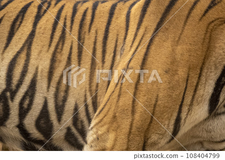 wild bengal male tiger or panthera tigris side profile skin stripes pattern background texture in orange repeated seamless black in jungle safari at forest of central india asia wild bengal male tiger or panthera tigris side profile skin stripes pattern background texture in orange repeated seamless black in jungle safari at forest of central india asia 108404799