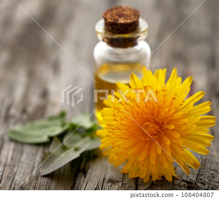 Medicinal dandelion with essential oil 108404807