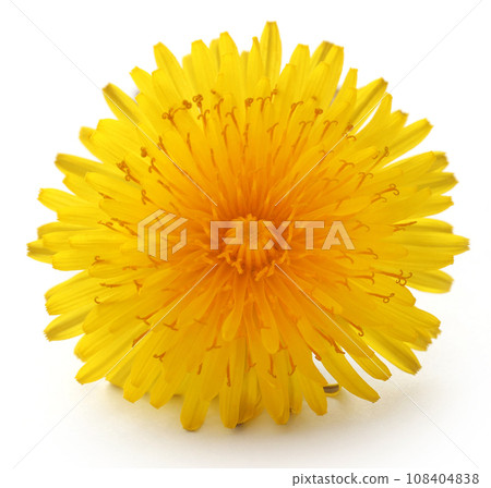 Medicinal dandelion Medicinal dandelion 108404838