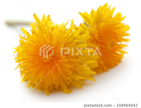 Medicinal dandelion Medicinal dandelion 108404842