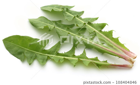 Medicinal dandelion leaves Medicinal dandelion leaves 108404846