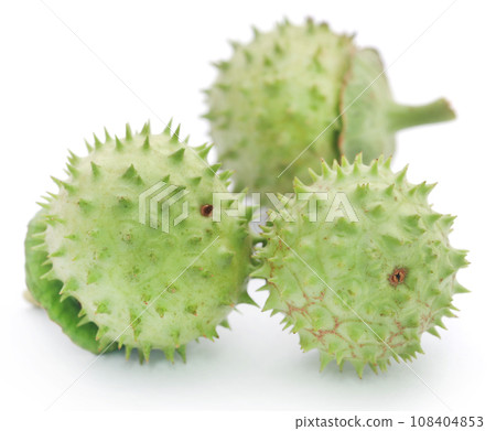 Medicinal Datura fruits Medicinal Datura fruits 108404853