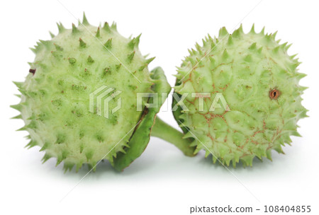 Medicinal Datura fruits Medicinal Datura fruits 108404855