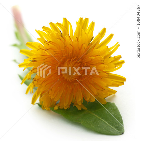 Medicinal dandelion Medicinal dandelion 108404867