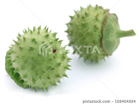 Medicinal Datura fruits 108404884