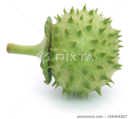 Medicinal Datura fruit 108404887