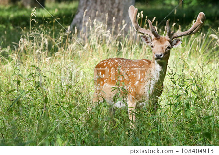 Fallow deer in Dyrehaven Fallow deer in Dyrehaven 108404913