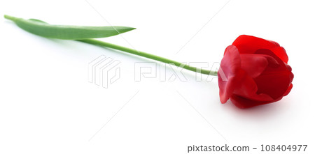 Closeup of Tulip Closeup of Tulip 108404977