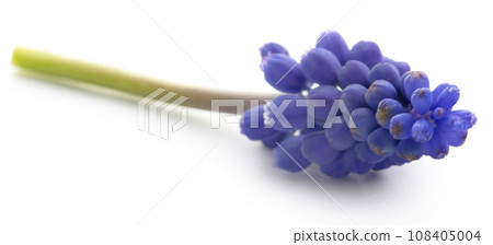 Perlehyacinter or grape hyacinths 108405004