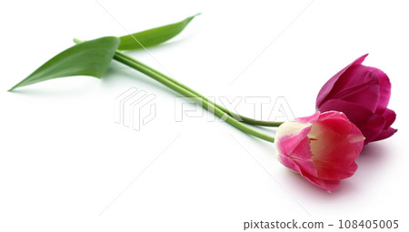 Closeup of Tulip 108405005