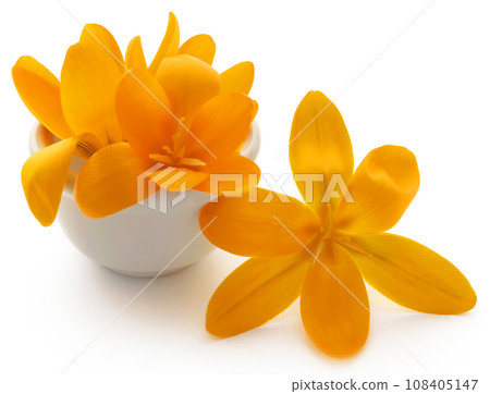 Yellow Crocus 108405147