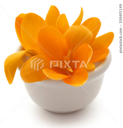 Yellow Crocus 108405149