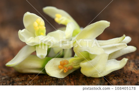 Edible moringa flower Edible moringa flower 108405178