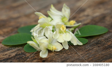 Edible moringa flower with green leaves Edible moringa flower with green leaves 108405180