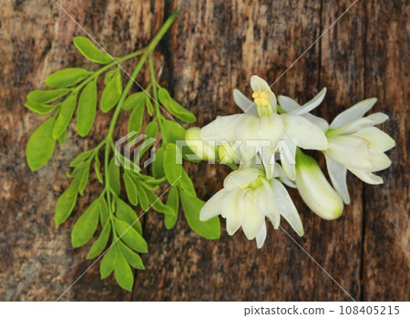 Edible moringa flower with green leaves 108405215